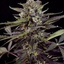 Auto Blueberry (Dutch Passion) Feminisoidut