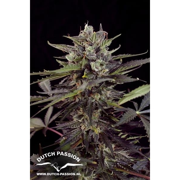 Auto Blueberry (Dutch Passion) Feminisoidut