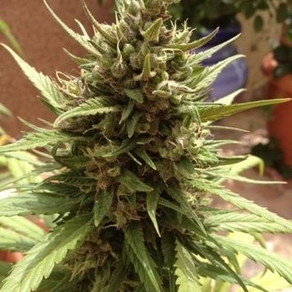 Auto Blueberry (Dutch Passion) Feminisoidut