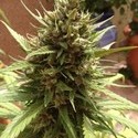 Auto Blueberry (Dutch Passion) Feminisoidut