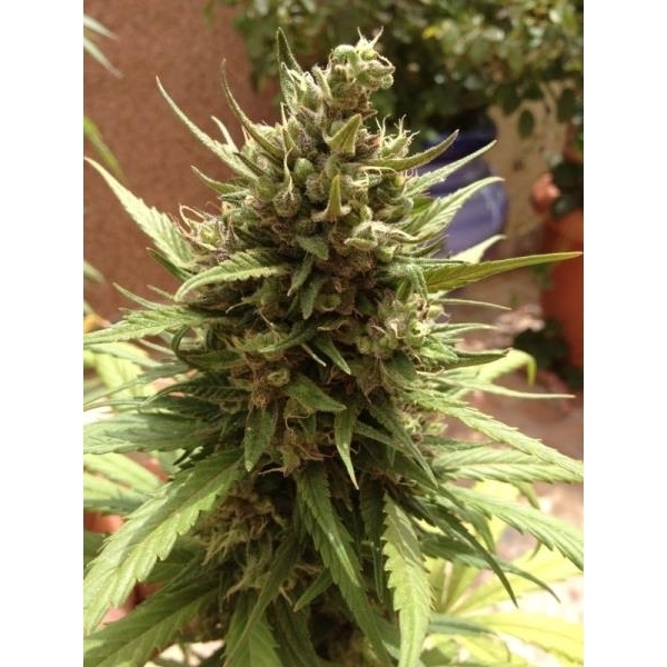 Auto Blueberry (Dutch Passion) Feminisoidut