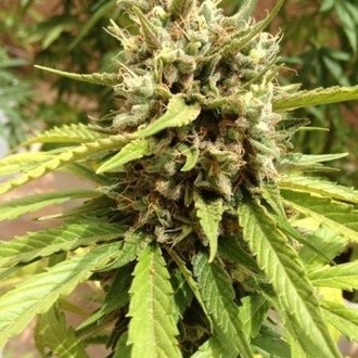 Auto Blueberry (Dutch Passion) Feminisoidut