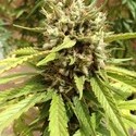 Auto Blueberry (Dutch Passion) Feminisoidut