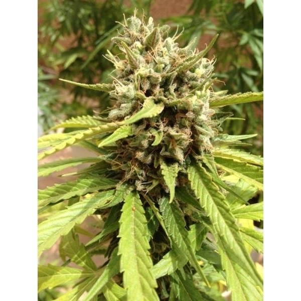 Auto Blueberry (Dutch Passion) Feminisoidut