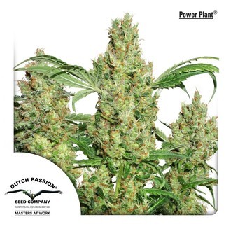 Power Plant (Dutch Passion) Feminisoidut