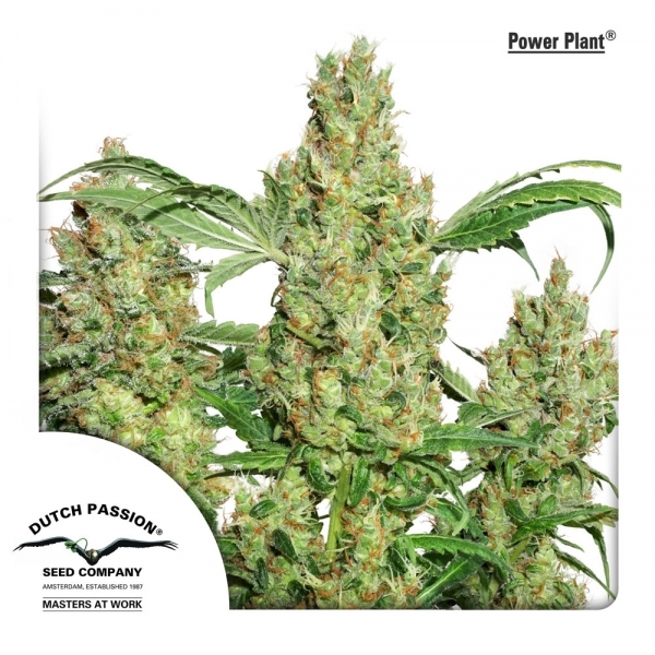 Power Plant (Dutch Passion) Feminisoidut