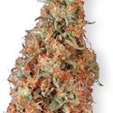 Power Plant (Dutch Passion) Feminisoidut