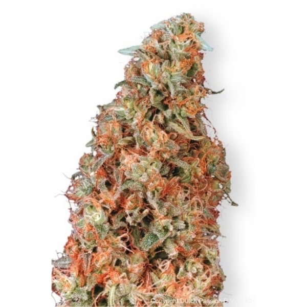 Power Plant (Dutch Passion) Feminisoidut