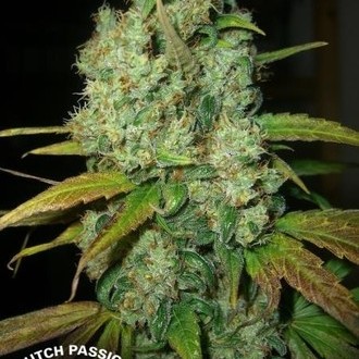 Power Plant (Dutch Passion) Feminisoidut