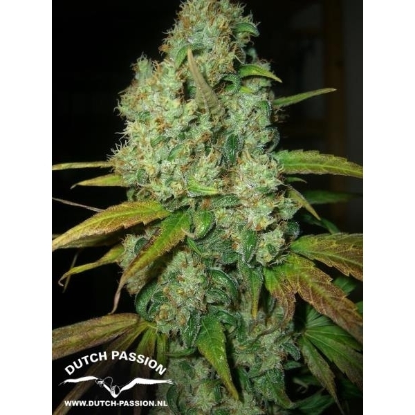 Power Plant (Dutch Passion) Feminisoidut