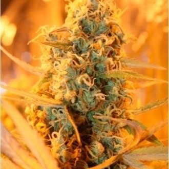 Power Plant (Dutch Passion) Feminisoidut