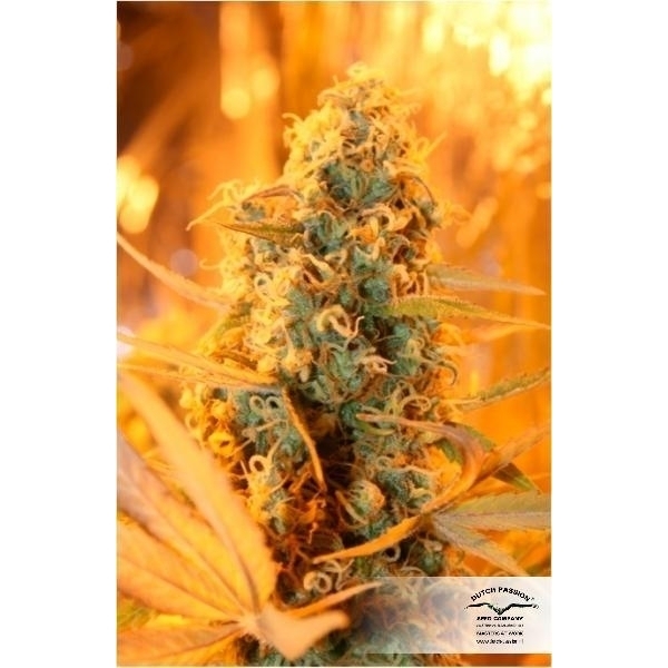 Power Plant (Dutch Passion) Feminisoidut
