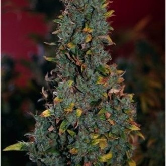 Power Plant (Dutch Passion) Feminisoidut