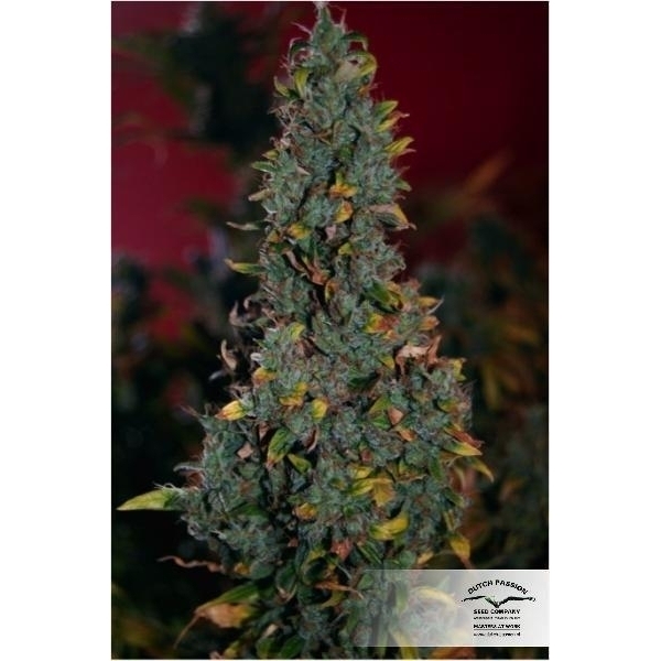 Power Plant (Dutch Passion) Feminisoidut