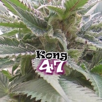 Kong 47 (Dr. Underground) feminisoidut