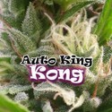 Auto King Kong (Dr. Underground) Feminisoidut
