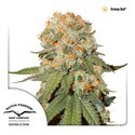 Orange Bud (Dutch Passion) Feminisoidut