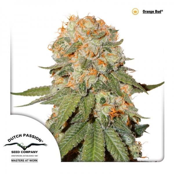 Orange Bud (Dutch Passion) Feminisoidut