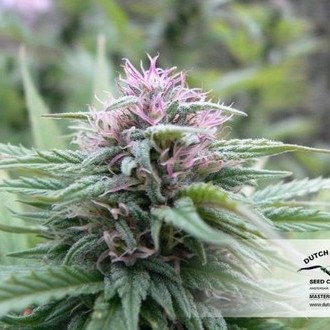 Orange Bud (Dutch Passion) Feminisoidut