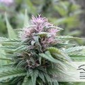Orange Bud (Dutch Passion) Feminisoidut