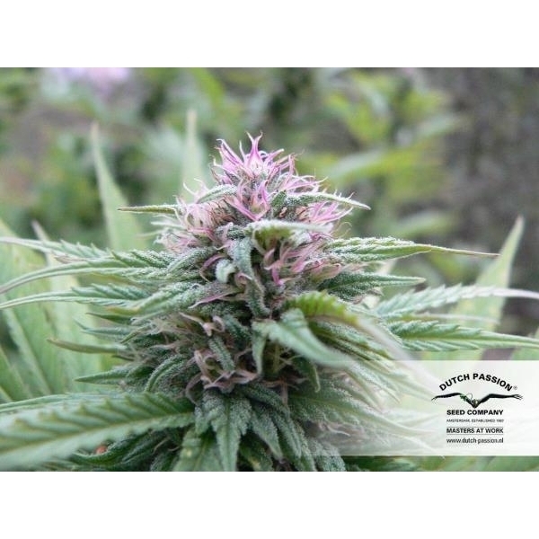 Orange Bud (Dutch Passion) Feminisoidut