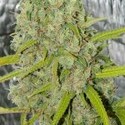 Orange Bud (Dutch Passion) Feminisoidut