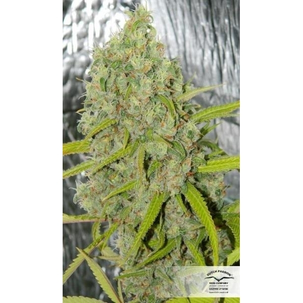 Orange Bud (Dutch Passion) Feminisoidut