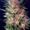 White Widow (Dutch Passion) Feminisoidut