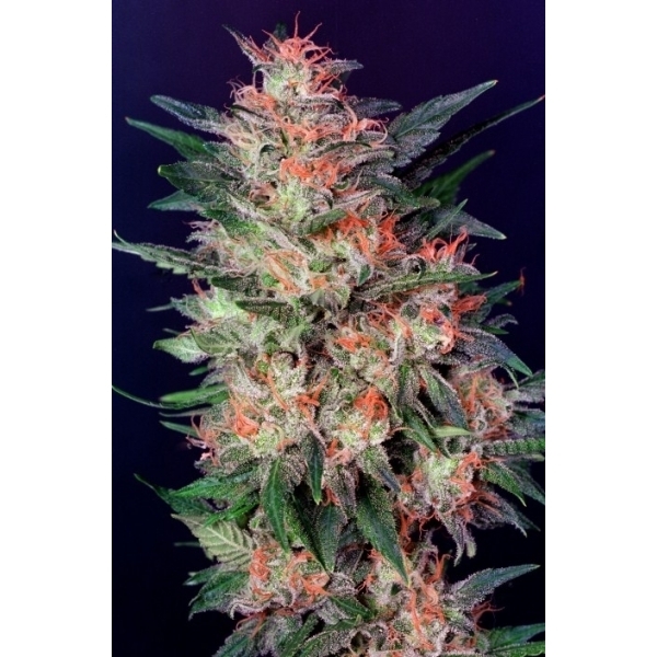 White Widow (Dutch Passion) Feminisoidut