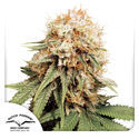 White Widow (Dutch Passion) Feminisoidut