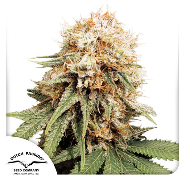 White Widow (Dutch Passion) Feminisoidut