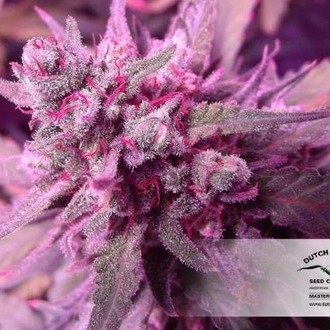 White Widow (Dutch Passion) Feminisoidut