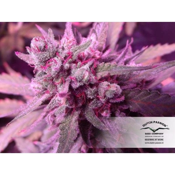 White Widow (Dutch Passion) Feminisoidut