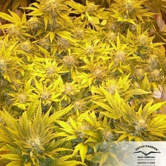 White Widow (Dutch Passion) Feminisoidut