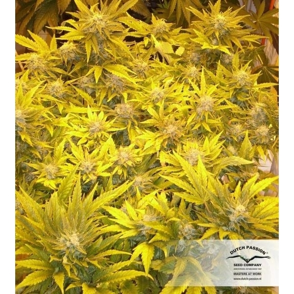 White Widow (Dutch Passion) Feminisoidut