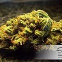 White Widow (Dutch Passion) Feminisoidut