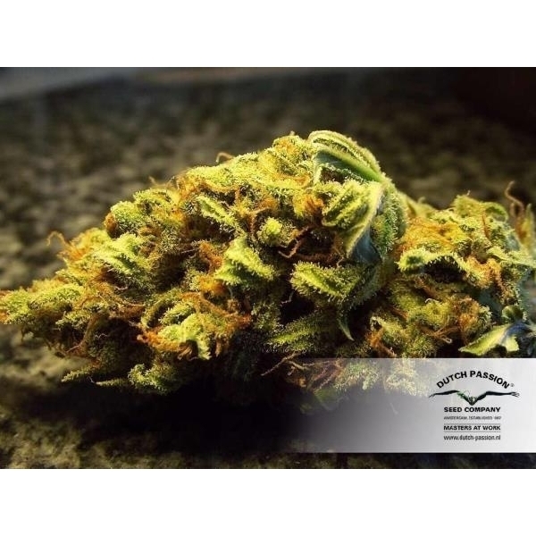 White Widow (Dutch Passion) Feminisoidut