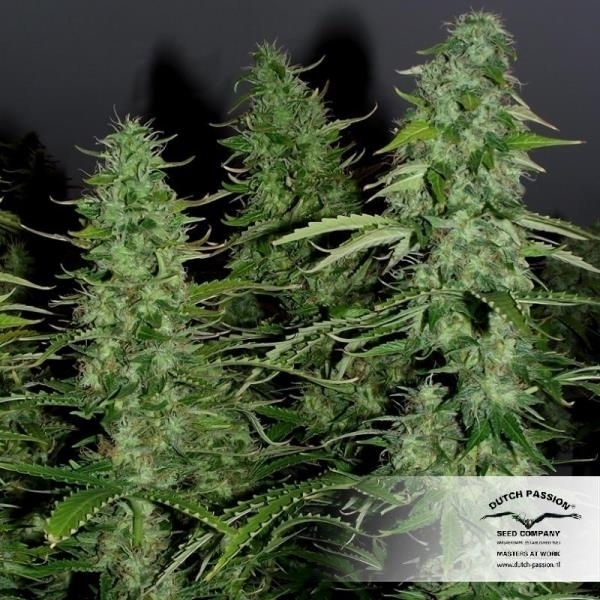 White Widow (Dutch Passion) Feminisoidut