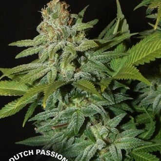 Mazar (Dutch Passion) Feminisoidut