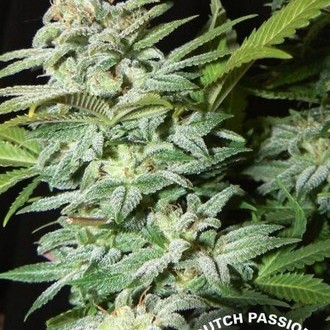 Mazar (Dutch Passion) Feminisoidut