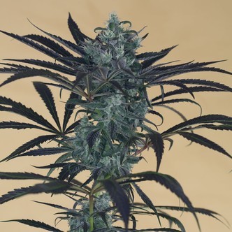 Blueberry Headband (Humboldt Seed Company) Feminisoidut kannabiksen siemenet