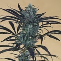 Blueberry Headband (Humboldt Seed Organization) Feminisoidut