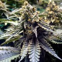 Chocolate Mint OG 2.0 (Humboldt Seed Organization) Feminisoidut