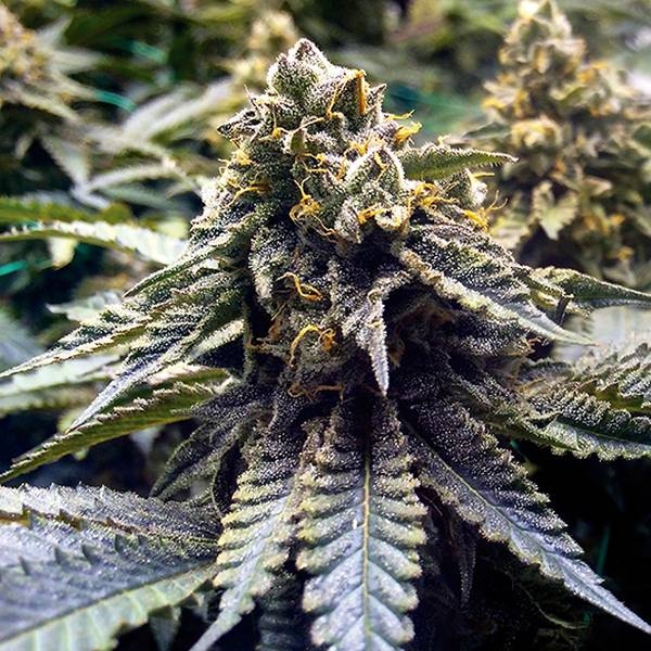 Chocolate Mint OG 2.0 (Humboldt Seed Organization) Feminisoidut