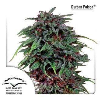 Durban Poison (Dutch Passion) feminisoidut kannabiksen siemenet