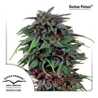 Durban Poison (Dutch Passion) Feminisoidut
