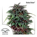 Durban Poison (Dutch Passion) Feminisoidut