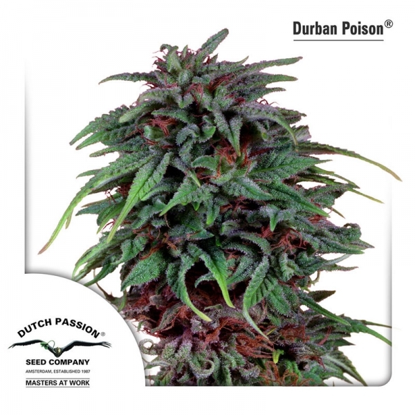 Durban Poison (Dutch Passion) Feminisoidut