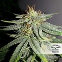 Durban Poison (Dutch Passion) Feminisoidut