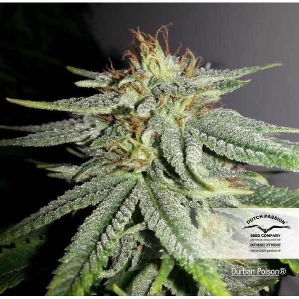 Durban Poison (Dutch Passion) Feminisoidut
